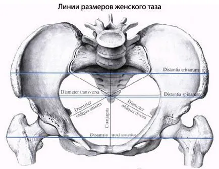 Таз човешка тазова анатомия, структура, функции, снимки, EUROLAB