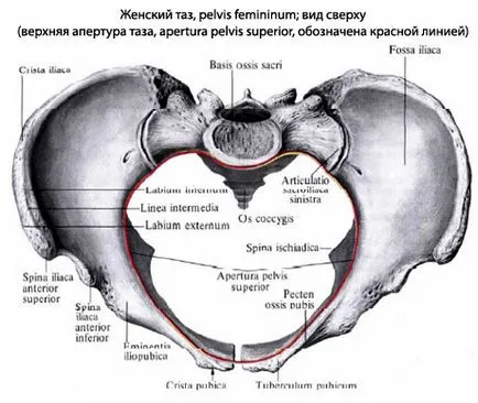 Taz emberi kismedencei anatómia, szerkezet, funkció, képek, EUROLAB