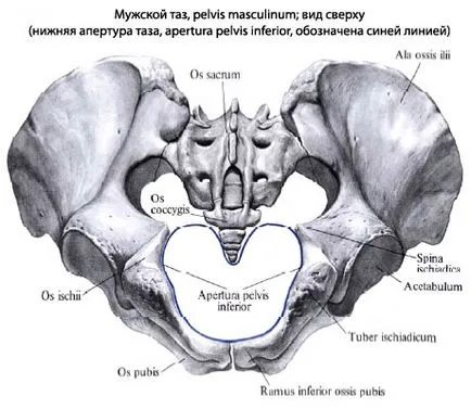 Таз човешка тазова анатомия, структура, функции, снимки, EUROLAB