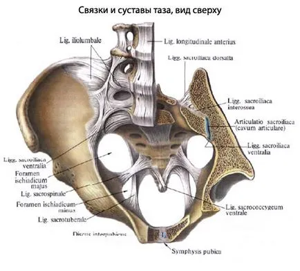 Таз човешка тазова анатомия, структура, функции, снимки, EUROLAB