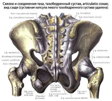 Таз човешка тазова анатомия, структура, функции, снимки, EUROLAB