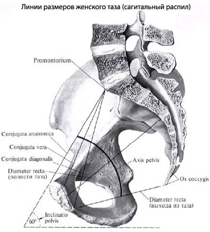 Таз човешка тазова анатомия, структура, функции, снимки, EUROLAB