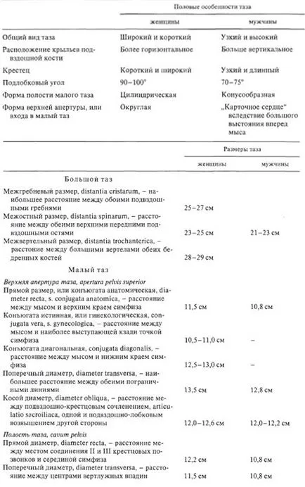 Таз човешка тазова анатомия, структура, функции, снимки, EUROLAB