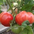 Tomate caracterizare încântare cerească și descrierea soiului