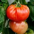 Tomate caracterizare încântare cerească și descrierea soiului