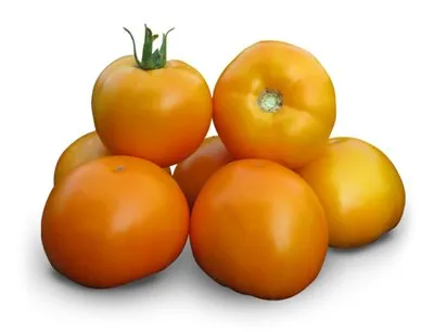 Домати, много рано, рано узряване, реколта и вкусни домати растат в оранжерията
