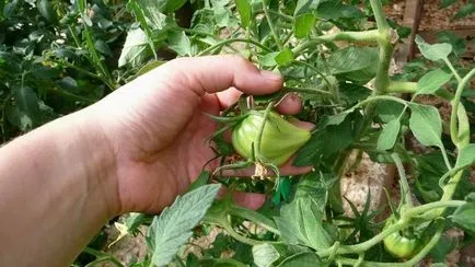 Tomate carne de vită inima - o descriere caracteristică soiului și cultivarea acesteia