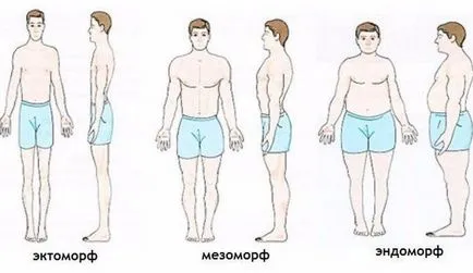 Body típusú sajátosságait ectomorphs, endomorphs és mesomorphs
