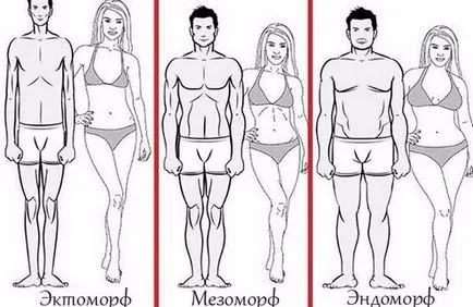 Body típusú sajátosságait ectomorphs, endomorphs és mesomorphs