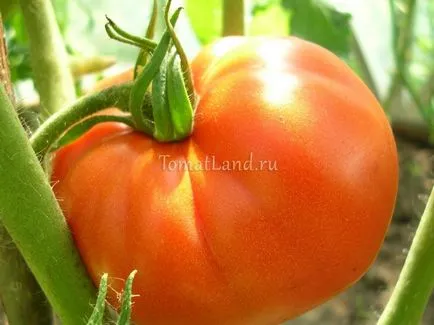 Tomate comentarii plăcere ceresc, fotografii, productivitate