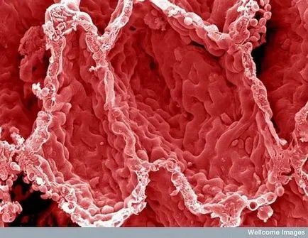 țesuturi umane și organe sub microscop (15 fotografii)