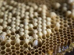 Drone méhek - azok fontosságát és szükségességét a kaptárban