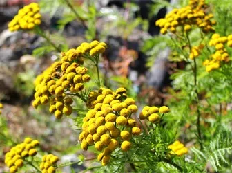 Herb tansy hasznos tulajdonságai