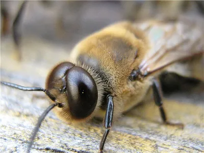 Drone méhek - azok fontosságát és szükségességét a kaptárban