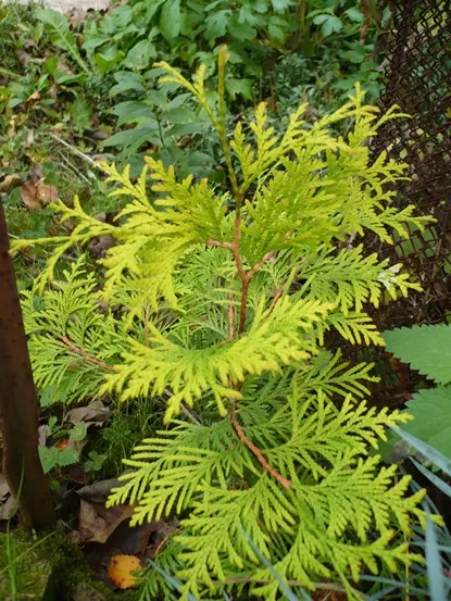 Tuya în țară - de plantare și îngrijire