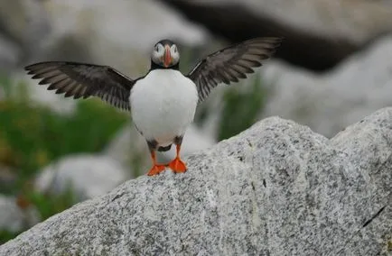 Puffins, lunda és szarvas - a forrása a jó hangulat