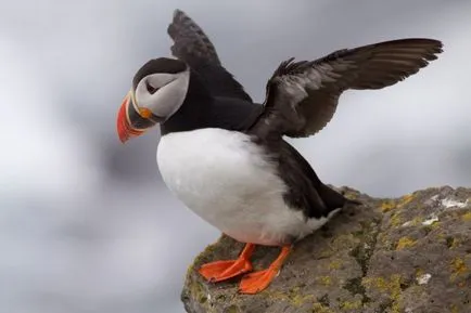 Puffins, lunda és szarvas - a forrása a jó hangulat