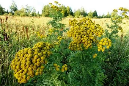 Herb tansy hasznos tulajdonságai