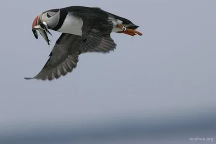 Puffins, lunda és szarvas - a forrása a jó hangulat