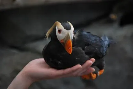 Puffins, lunda és szarvas - a forrása a jó hangulat