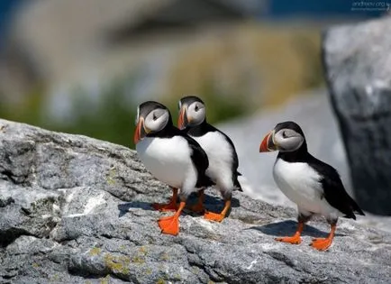 Puffins, lunda és szarvas - a forrása a jó hangulat