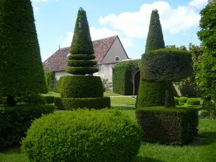 Tuya în țară - de plantare și îngrijire