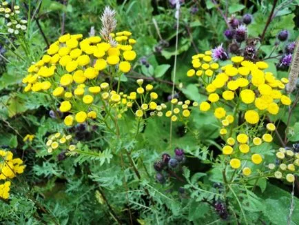 Herb tansy hasznos tulajdonságai