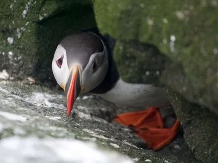 Puffins, lunda és szarvas - a forrása a jó hangulat