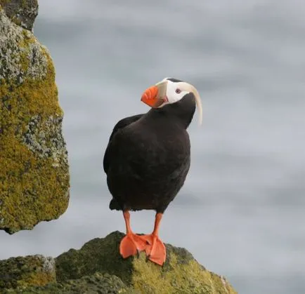 Puffins, lunda és szarvas - a forrása a jó hangulat