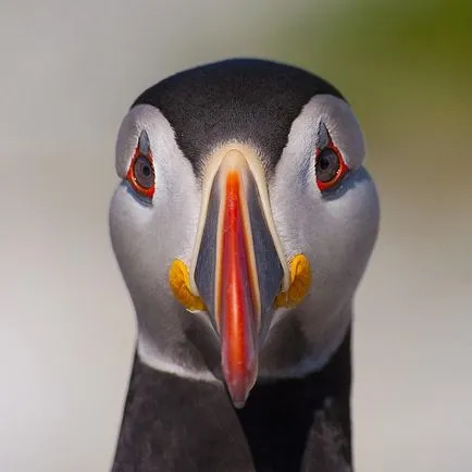 Puffins, lunda és szarvas - a forrása a jó hangulat