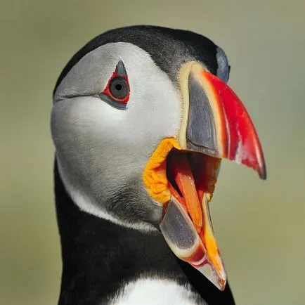 Puffins, lunda és szarvas - a forrása a jó hangulat