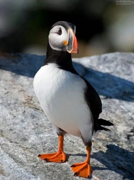 Puffins, lunda és szarvas - a forrása a jó hangulat