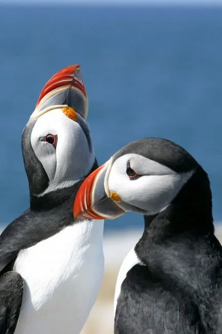 Puffins, lunda és szarvas - a forrása a jó hangulat