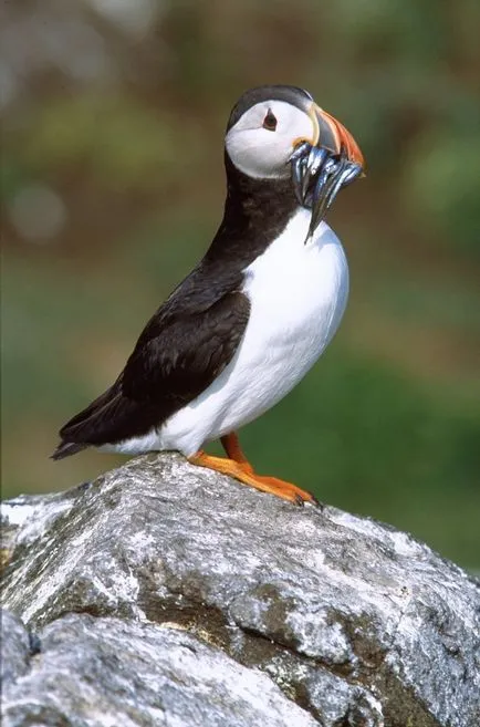 Puffins, lunda és szarvas - a forrása a jó hangulat