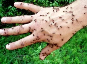 mușcături de insecte, insecte periculoase și simptome după mușcături