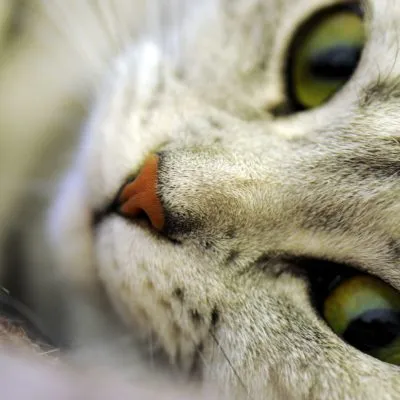 A macska orra száradni mi az oka, mit kell tenni, 4 fényképek, videók