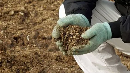 Ingrasaminte căpșuni când și cum să fertiliza, cum să facă pansamente, chimice, biologice,