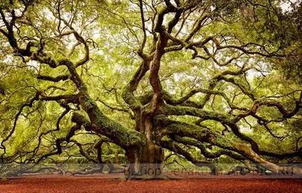 Невероятни дървета - природа пътуване