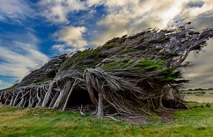 Невероятни дървета - природа пътуване