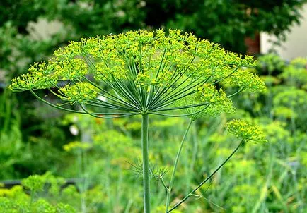 Dill hasznos tulajdonságai férfiaknak