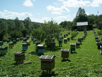 plasare Apiary Hive, numărul, tot ce trebuie să știți