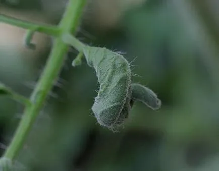 În tomate frunze violet