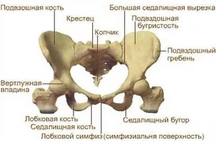 Узи кост пубис по време на бременност - Как да