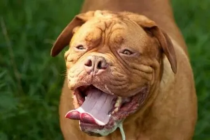 Drooling de câine, câine salivarea