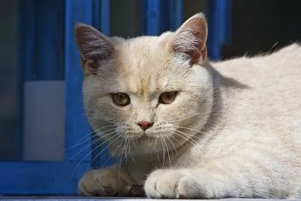 De îngrijire pisici britanice (Shorthair)