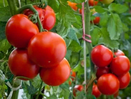 Догляд за помідорами