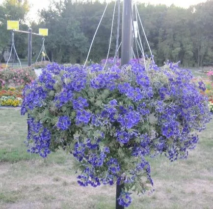 Verbena fotografie hang-Downing și în creștere din semințe