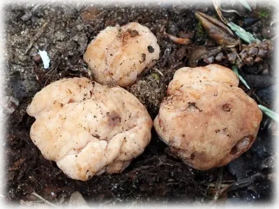 cultivarea Truffle de ciuperci la domiciliu