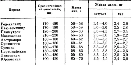 Termesztése és tenyésztése tojótyúkok tojásra, mint egy vállalkozás a hazai üzleti terv csirke