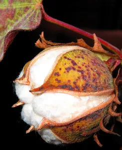 Cotton rost és tulajdonságai